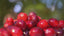 Load and play video in Gallery viewer, Cranberry + Elderberry - 60 servings
